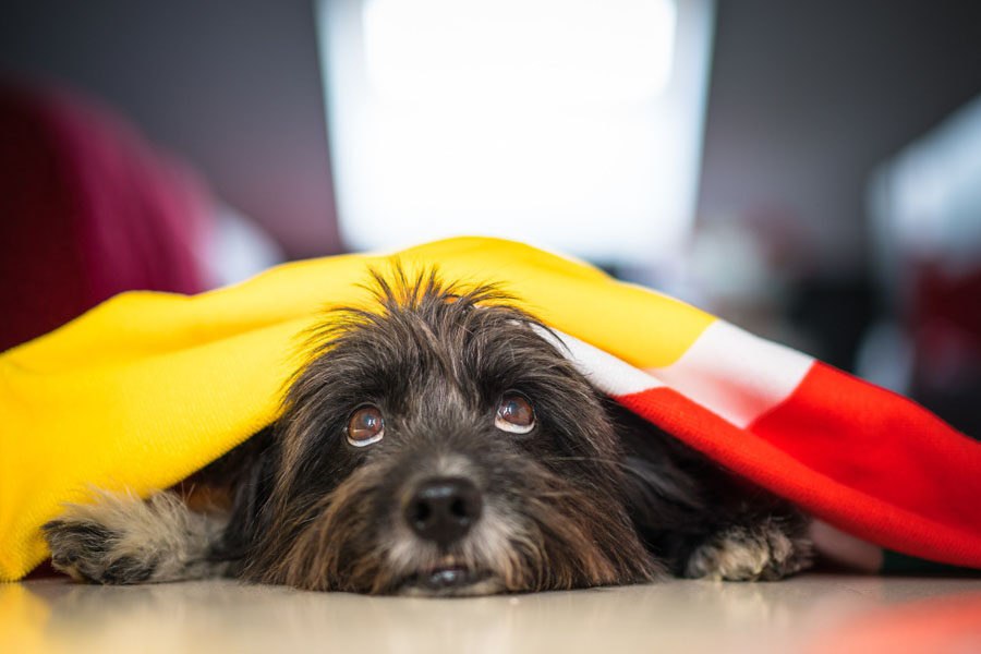 Новогодние салюты ежегодно оставляют более 100 питомцев без дома в Новосибирске В период новогодних праздников 2024 2025 годов в России потерялось около 6 740 домашних животных По данным Всероссийской системы защиты питомцев Pet911 эта цифра может вырасти на 7 в следующем праздничном сезоне превысив 7 200 потерянных кошек и собак Среди регионов с наиболее тревожной статистикой выделяется Новосибирская область где за указанный период пропало 120 животных 79 собак и 41 кошка Подробнее читайте по ссылке     INFOPRO54 Источник фото freepik com автор wirestock