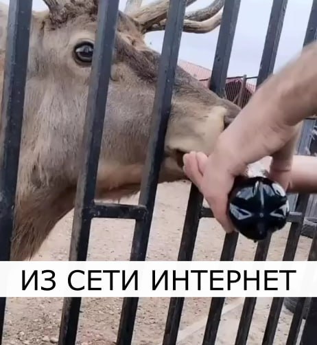 ИЗ СЕТИ ИНТЕРНЕТ Милиция проводит проверку по видео из зоопарка В ходе интернет мониторинга сотрудники минской милиции выявили видеоролики как несколько мужчин на территории Минского зоопарка тянут животное за рога и предположительно поят его газированным напитком Правоохранители проводят проверку чтобы установить достоверные обстоятельства произошедшего после чего будут приняты меры в соответствии с административным или уголовным законодательством Напоминаем сотрудники милиции непрерывно проводят мониторинг сети Интернет в целях предупреждения преступлений и иных правонарушений Каждому нарушению будет дана правовая оценка и приняты меры реагирования police minsk