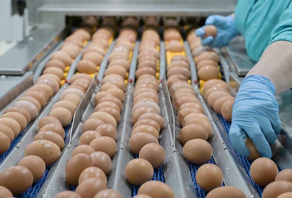 Глава Минсельхоза прогнозирует рост цен на яйца Ситуация с дешевеющими яйцами временная: сейчас цена на яйца серьезно упала, но, скорее всего, осенью ситуация изменится, заявила министр сельского хозяйства Оксана Лут на форуме по малому агробизнесу в рамках Всероссийского дня поля: Но мы же понимаем, что это временная история. Да, сейчас так. Но она же все равно отрастет, и мы предупреждаем всех, что ситуация отрастет, что цена на яйцо пойдет вверх… Мы ждем осень и понимаем, что, скорее всего, ситуация изменится, и это даст плюс в инфляцию. К этому тоже надо быть готовыми. Лут надеется, что снижающиеся цены на овощи позволят сбалансировать растущие цены на яйца, и "все-таки инфляция у нас будет продолжать снижаться". По данным Росстата, цены на яйца с начала года снизились более чем на 20%. Причина - рост производства. За пять месяцев 2025 года выпуск яиц вырос на 4,5%, до 19,6 млрд штук. Фото: РИА Новости