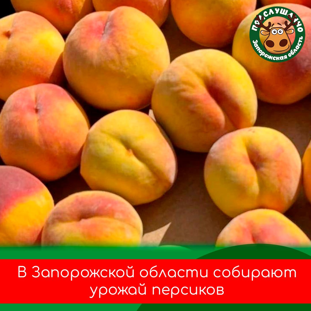 Аграрии собирают персики в регионе  Хозяйство «Мелитопольская черешня» выращивает более десяти сортов, включая суперранние и позднеспелые. Общая площадь садов с персиками составляет 40 гектаров.   Наиболее популярный сорт этого сезона — редхейвен. Он славится насыщенным вкусом и неприхотлив в уходе.  Читайте самые интересные и актуальные новости ВКонтакте и в Telegram
