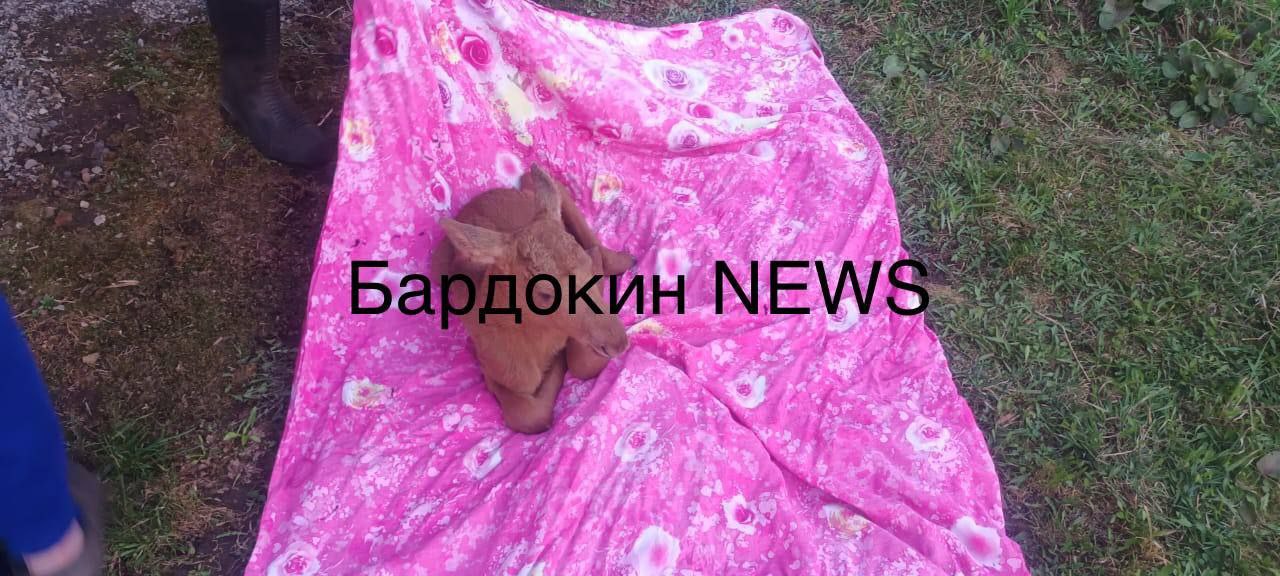 Новокузнецкие охотоведы спасли двух лосят. -Поступила информация о том, что в районе Карлыка лосиха родила двух лосят, а некий дачник забрал их себе. После проведения разьяснительной работы малыши вернулись к маме. Фото Бардокин NEWS Вести-Кузбасс