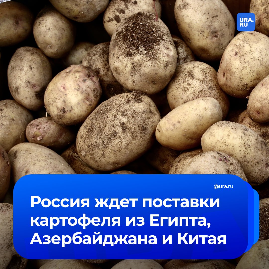 Египет, Азербайджан и Китай помогут России пополнить картофельные запасы  Только за январь-апрель этого года Египет покрыл более 85% поставок картошки в РФ. Всего за этот период импорт картофеля составил почти 60 тысяч тонн, сообщил зампред правления ассоциации «Руспродсоюз» Дмитрий Леонов ТАСС.  Еще в 2023 году впервые за восемь лет Россия смогла полностью обеспечить себя картошкой. Однако в текущем году году из-за плохой погоды урожай сократился с 8,5 млн тонн до 7,3 млн тонн.