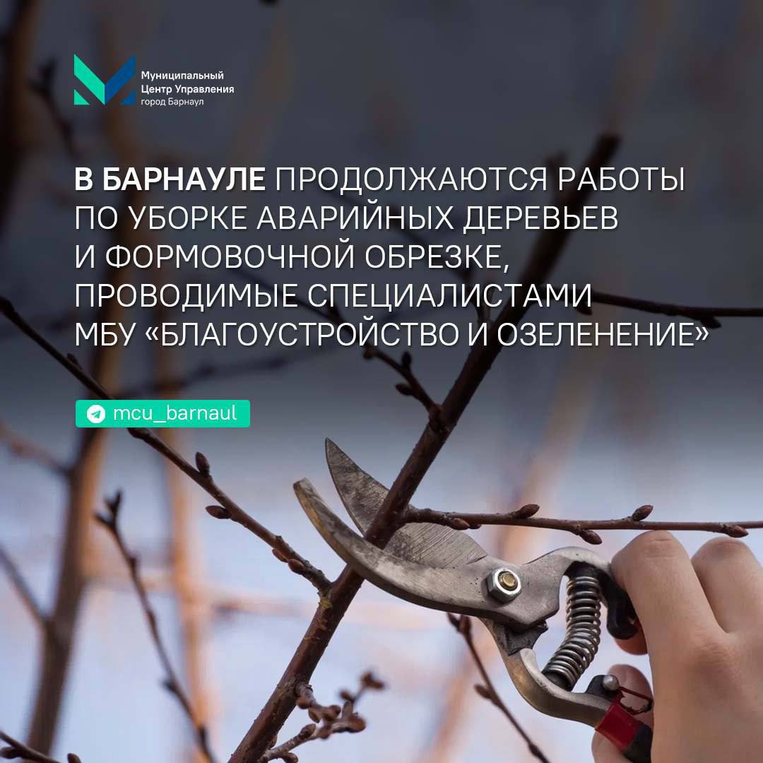 В Барнауле продолжаются работы по уборке аварийных деревьев и формовочной обрезке, проводимые специалистами МБУ «Благоустройство и озеленение»  На этой неделе работы ведутся на четной стороне проспекта Ленина, где уже обрезаны 10 деревьев и убраны 3 аварийных тополя.    В ближайшее время планируется обрезка еще 16 деревьев и снос 5 аварийных тополей. Убираются только опасные деревья, что необходимо для безопасности горожан.     В этом году планируется высадить более 600 деревьев и 1400 кустарников, а также более 2,5 тысяч деревьев в рамках нацпроекта «Инфраструктура для жизни».     -канал МЦУ города Барнаула