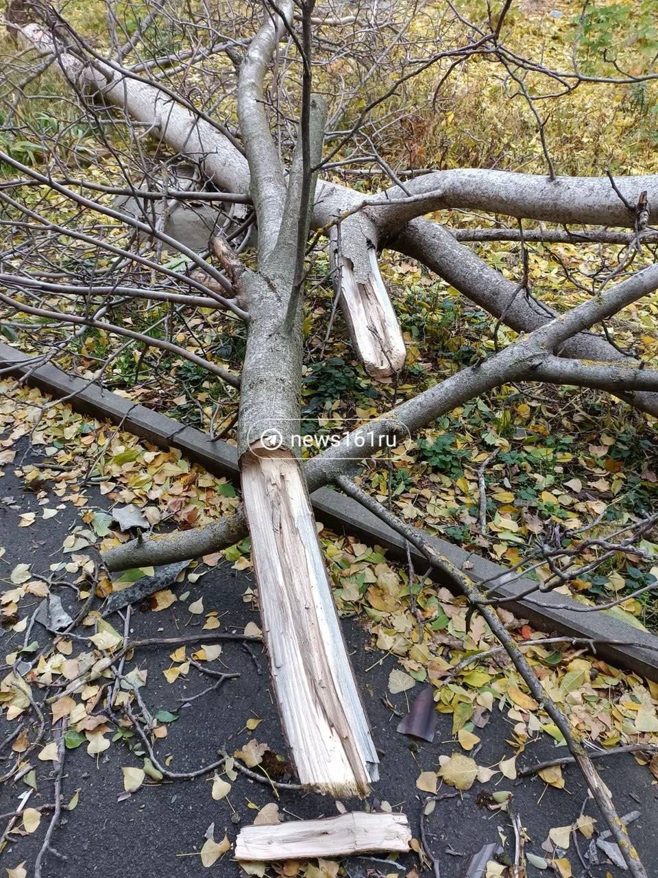 На улице Русской, 41 на дом упало дерево, повредив крышу и балкон. Читатель   рассказал, что еще в июле направил обращение по поводу старого сухого дерева на Госуслугах, на что ему пообещали создать комиссию и разобраться.  После повторного обращения 10-го октября мужчине ответили, что проверка приезжала.  Специалист МКУ "УЖКХ" приезжал и зафиксировал зеленые насаждения, подлежащие сносу и обрезке.  Уточнили, что готовится разрешительная документация, чтобы провести работы до конца года.    Но дерево не дождалось…   Если вы тоже сегодня увидели упавшие деревья, присылайте фото и адрес в наш бот.