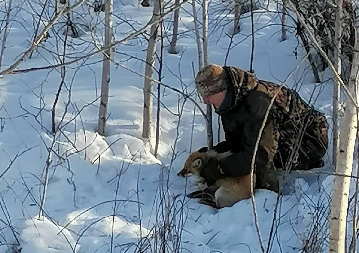 В Благовещенском округе туристы спасли попавшую в капкан лису  Рыжая угодила в охотничью петлю, пленницу заметили на середине пути — через 15 километров от начальной точки. Один из уже бывалых туристов Василий Голощапов ринулся ей на помощь.   Говорит, осознавал, на что шел — все-таки это дикое животное и может быть переносчиком бешенства. Спасение заняло 5 минут, лиса брыкалась, но как только оказалась освобожденной, сразу убежала в лес.  О встрече и спасении животного рассказали в компании   При этом отметили, что в этом случае нужно быть очень аккуратными — все-таки это хищное животное, и дополнили, что по-человечески все живые существа, оказавшиеся в такой ситуации, нуждаются в помощи.