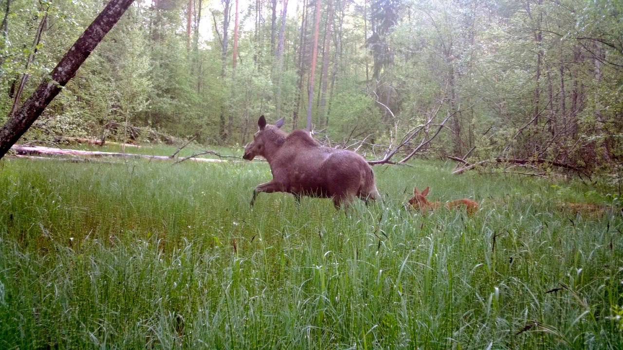 В Ленобласти молодая лосиха стала мамой На днях ее заметили с первенцем в лесу Приозерского района. Малышу уже больше недели, предположил биолог Павел Глазков. Также специалист рассказал, что если удастся повстречать одинокого лосёнка, то имейте ввиду, что он не брошен, и спасать его не надо: «Мать, скорее всего, где-то неподалёку кормится — и приближаться к нему небезопасно». "Каждой твари по паре Павел Глазков Животные, природа, Санкт-Петербург, Ленобласть" Online47 — Всё о Ленобласти и не только