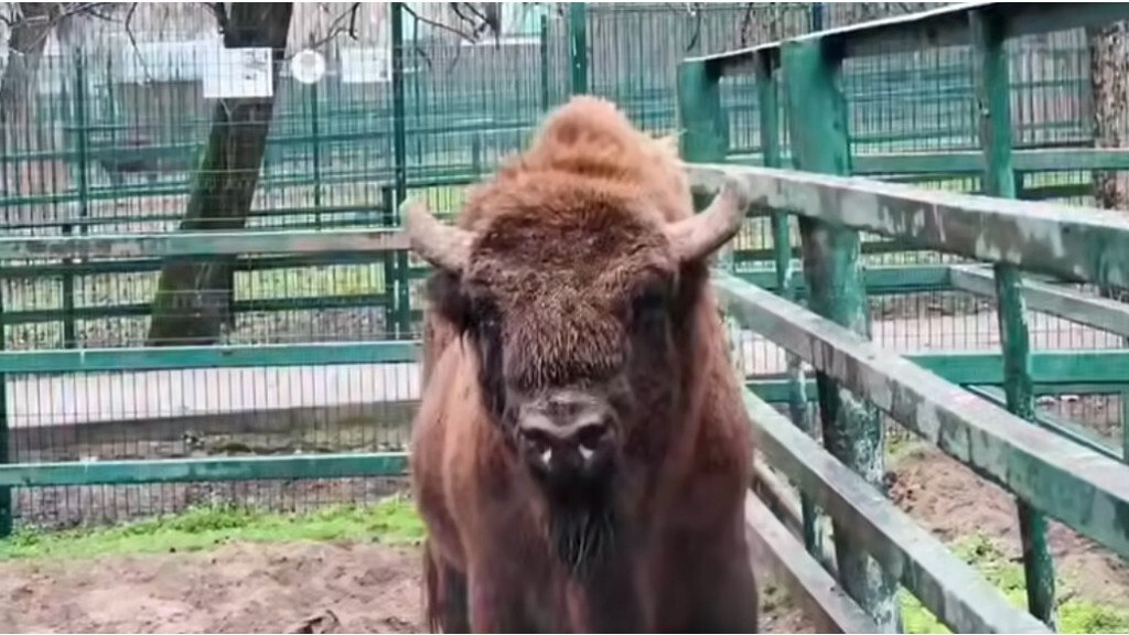 В барнаульский зоопарк привезут редкого зубра clck ru 3QeHmL