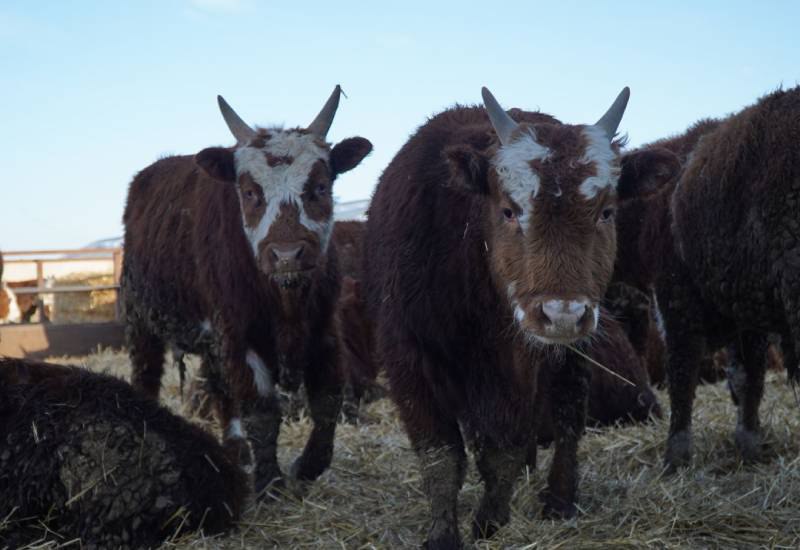 Зимовка скота в Калмыкии проходит в штатном режиме Министр сельского хозяйства Республики Калмыкия Тимур Гаваев провел рабочее совещание с руководителями крупных сельхозпредприятий Главная тема организация зимнего содержания животных Участники отметили что успех зависит от комплексного подхода и заблаговременной заготовки кормов На сегодняшний день   Поголовье в республике около 300 тыс голов КРС и 1 4 млн голов МРС   Потребность в грубых кормах 400 тыс тонн   Потребность в концентрированных кормах 108 тыс тонн Факт Обеспеченность грубыми кормами уже превышает 100 заготовка продолжается Наша задача не просто пережить зимний период а создать условия для сохранения продуктивности и здоровья животных Мы видим что наши сельхозтоваропроизводители подошли к этому вопросу ответственно Чтобы животноводство Калмыкии с каждым годом демонстрировало все более высокие результаты отметил Гаваев Присоединяйтесь к нашему официальному каналу в MAX   РИАКалмыкия РеспубликаКалмыкия БуддизмКалмыкии2025 КалмыкияМестоСилы