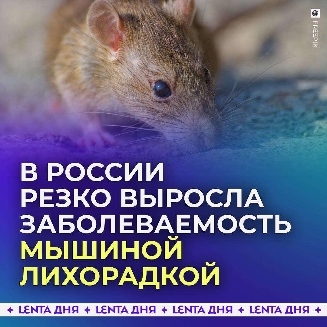 В России случилась вспышка опасной инфекции Заболеваемость мышиной лихорадкой ГЛПС зарегистрировали в 54 регионах страны Среди заразившихся 86 являются городскими жителями За десять месяцев этого года заразились более 3 3 тысячи человек Причинами тому стали тёплая осень и зима из за чего грызуны стали активнее Симптомами мышиной лихорадки считают резкий жар до 40 C сильная головная боль слабость ломота в теле Со временем появляются боли в пояснице тошнота рвота проблемы со зрением а на коже мелкая сыпь напоминающая удары хлыстом Подпишись на Ленту дня MAX ТГ
