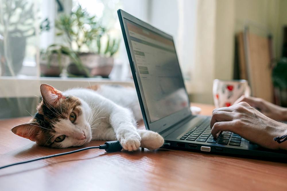 Наступившая 3 ноября неделя будет состоять всего лишь из двух рабочих дней но только для жителей Татарстана Сначала в Татарстане будут отдыхать 2 3 и 4 ноября как и все в РФ затем рабочим будет 5 ноября а 6 е выходным Дело в том что 6 ноября в регионе отмечают День Конституции Республики Татарстан Он официально проходит как праздничный нерабочий день Кроме того рабочий день сегодня сокращен на один час 7 ноября жители вновь выходят на работу Тем временем по всей России эта рабочая неделя трехдневная Это стало возможным за счет переноса выходного дня с минувшей субботы 1 ноября на понедельник 3 ноября и празднования 4 ноября Дня народного единства А вот производственный календарь на 2026 год не предусматривает шестидневок заявил депутат Ярослав Нилов По его словам продолжительных рабочих недель как в этом ноябре не будет как минимум до 2027 года Он также добавил что в 2026 м новогодние каникулы сокращать не станут хотя об этом регулярно звучат самые разные предложения Подписаться на Российскую газету в Читать нас в MAX