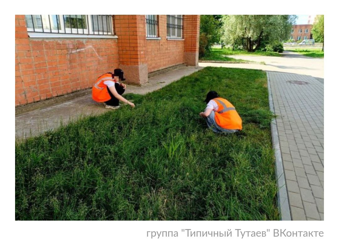 В Тутаеве  Ярославская область  по соцсетям разлетелась фотография, на которой подростки стригут ножницами газон.  Быстро выяснилось, что фото не постановочное. Действительно, старшеклассникам, которые подрабатывают летом в сфере благоустройства, поручили ножницами подстригать газон около молодежного центра "Галактика".  Администрация Тутаевского округа объяснила происходящее тем, что ответственный сотрудник неверно поставил школьникам трудовую задачу.  "Действительно, ответственный сотрудник неверно поставил задачу. До руководства информация уже доведена. Подчеркиваем, что это не является систематической практикой благоустройства городских территорий. Дети не заменяют работников коммунальных служб и не выполняют объемные работы по покосу травы", - ответили в администрации. П. С. На следующий день этот газон подстригли триммером рабочие.   Ну что сказать? Огласка делает чудеса: и триммер находится и рабочие... Чем займут теперь подростков? Листья заставят гуашью красить кисточками? Пишите свои версии. Или стричь ножницами газоны нормально?  #СоюзРодителейВместе Прислать новость       Telegram    YouTube      Чат для общения: