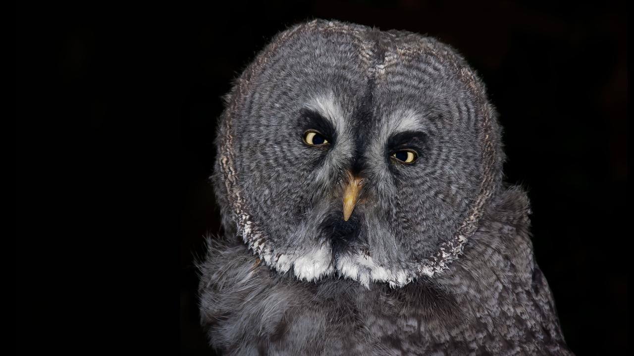 В Челябинске запретят фотосессии с дикими животными С 1 марта уличным фотографам запретят использовать птиц змей хорьков и других животных в качестве реквизита Городская администрация уже внесла соответствующие изменения в правила благоустройства Как отметил руководитель Народного фронта в Челябинской области Денис Рыжий поступает множество обращений от обеспокоенных горожан поскольку если говорить например о совах это ночные животные для которых дневная съемка губительна Совы ночные животные днем они должны спать но их заставляют работать поворачивают головы к камере слепят вспышками не дают отдыхать грубо нарушая их естественные биоритмы Использование животных для фотосессий на Кировке по сути запрещено Также мы направили обращение в налоговую службу для проверки доходов этих предпринимателей и к главе Челябинска с предложением незамедлительно разработать и принять местный закон который раз и навсегда запретит эксплуатацию животных в развлекательных целях на территории всего муниципалитета подчеркивает руководитель Народного фронта в Челябинской области Денис Рыжий Весной чтобы предлагать туристам фотосессии с совами змеями или хорьками уличным зазывалам потребуется специальное разрешение а нарушителей начнут наказывать штрафами Подписывайтесь на Вести Южный Урал в MAХ