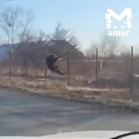 Медвежонок совершил побег с аэродрома на Сахалине