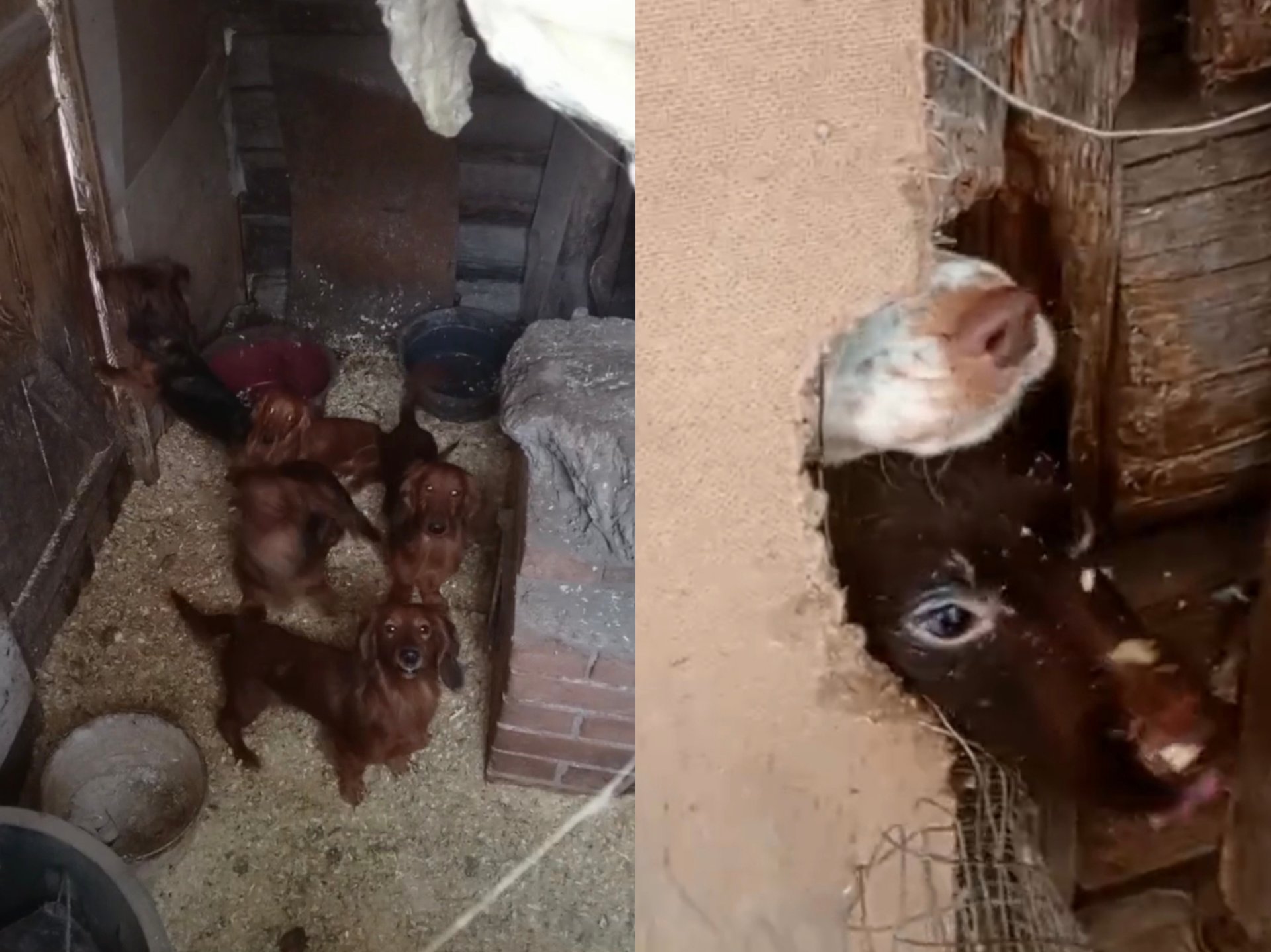 Сообщение в соцсетях стало поводом для проверки соблюдения правил содержания животных в псковском СНТ В Псковском муниципальном округе полиция проверяет информацию о нарушении правил содержания домашних животных Речь идёт об одном из садоводческих некоммерческих товариществ СНТ сообщили в пресс службе УМВД России по Псковской области Инцидент получил огласку благодаря публикации в социальных сетях Сотрудники ведомства выявили сообщение в ходе регулярного мониторинга региональных онлайн площадок Проверку проводит ОМВД России по Псковскому району После сбора и анализа данных материалы передадут в комитет по ветеринарии Псковской области По результатам рассмотрения будет принято решение в рамках действующего законодательства Фото приют для животных Лесопилка