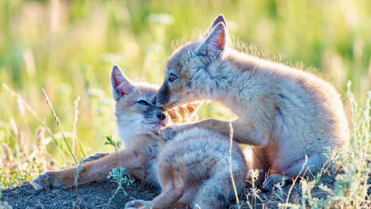 Рысь и корсак под особой охраной Минприроды Самарской области обновляет Красную книгу региона В Самарской области утвержден обновленный перечень видов занесенных в региональную Красную книгу Документ определяющий меры особой охраны для редких и находящихся под угрозой исчезновения объектов флоры и фауны был скорректирован по итогам заседания профильной Комиссии по ведению и научному редактированию Красной книги Ведение Красной книги это систематическая работа по сбору данных мониторингу состояния популяций научному анализу и обновлению перечня видов Основная цель сохранение биологического разнообразия региона прокомментировал министр природных ресурсов и экологии Самарской области Артем Ефимов В Красную книгу включены 14 новых видов животных и 11 видов растений Среди них два знаковых для региона хищных млекопитающих Для рыси присвоена третья категория редкости Вид находится на северной границе своего ареала в области где его численность крайне низка не более 10 семей Популяция сосредоточена в лесах северной части региона и испытывает антропогенную нагрузку Корсаку также присвоена третья категория редкости Этот степной хищник встречается в области только на юге в зоне сухих степей Его численность невелика а состояние может ухудшаться из за конкуренции с обыкновенной лисицей Решение о включении рыси и корсака в Красную книгу было взвешенным и научно обоснованным Эти виды являются индикаторами состояния наших лесных и степных экосистем Их охрана это не только спасение конкретных видов но и забота о целостности природной среды Самарского края Параллельно мы фиксируем что благодаря принятым природоохранным мерам некоторые виды смогли восстановить свою численность и уже не нуждаются в специальном статусе Но мониторинг за ними продолжается отметил Артем Ефимов Благоприятная динамика популяций позволила исключить из Красной книги 3 вида животных и 3 вида растений Это свидетельствует об эффективности природоохранных мер и положительных изменениях в экосистемах региона Для 19 видов повышен природоохранный приоритет в связи с ростом угрозы их исчезновения Например категория редкости диких черники и брусники изменена со второй на первую Среди животных Малый суслик также переведен в первую категорию поскольку в последние два года его нахождение на территории Самарской области достоверно не выявлено А вот пищуха степная стала встречаться чаще поэтому теперь этот вид переведен с первой категории в третью Утвержденный перечень является основой для планирования охранных мероприятий внесения корректировок в природоохранное законодательство региона и ведения просветительской работы Официальное издание обновленной Красной книги Самарской области в печатном и электронном виде планируется к выпуску в 2027 2029 годах По итогам изменений в Красную книгу Самарской области занесены 288 видов животных и 298 видов растений и грибов Минприроды Самарской области ГТРК Самара MAX lВК lОК lСАЙТ