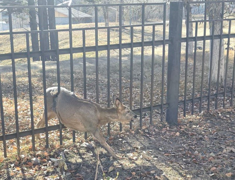 В Улан Удэ спасли косулю которая застряла в заборе школы в Зверосовхозе Косуля попала в ловушку в школе 55 в микрорайоне Забайкальский Как рассказали корреспонденту Восток Телеинформ в администрации школы косуля выбежала из лесного массива окружающего школу пробежала по стадиону и не заметив забора застряла в его прутьях Выбраться самостоятельно животное не смогло на место вызвали Бурприроднадзор Двое специалистов ведомства уже имеющие подобный опыт помогли косуле Они закрыли ей голову чтобы она не боялась потом домкратом раздвинули прутья решетки и вызволили животное Сказали повезло что это была самка они легче переносят стрессовые ситуации у самца могло отказать сердце отметили в школе Самка когда выбралась из ловушки была настолько обессилена что не могла сделать и шага Специалисты Бурприроднадзора забрали ее чтобы выпустить в лесу подальше от людей и жилья Как отметили в школе дикие животные не редкость в этом микрорайоне который даже называется в простонародье до сих пор Зверосовхозом Некоторое время назад выходила из леса лиса которая прибегала на запах еды Новости Бурятии