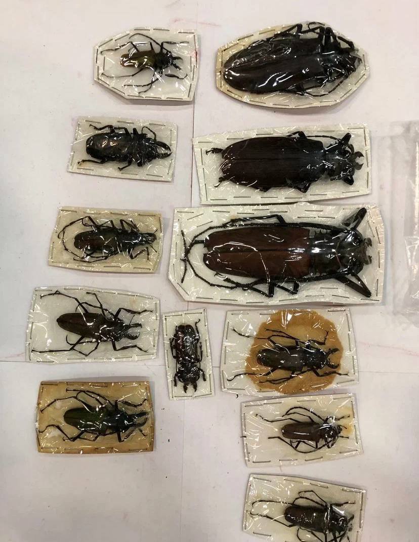 Сотрудники почтовой таможни в Москве обнаружили в посылках из Перу 200 огромных высушенных жуков стоимостью в 1 5 миллиона рублей Тут даже был крупневший в мире жук ночной дровосек титан При этом сопроводительные документы на товар отсутствовали Жуков вернули отправителю Подписаться Прислать новость