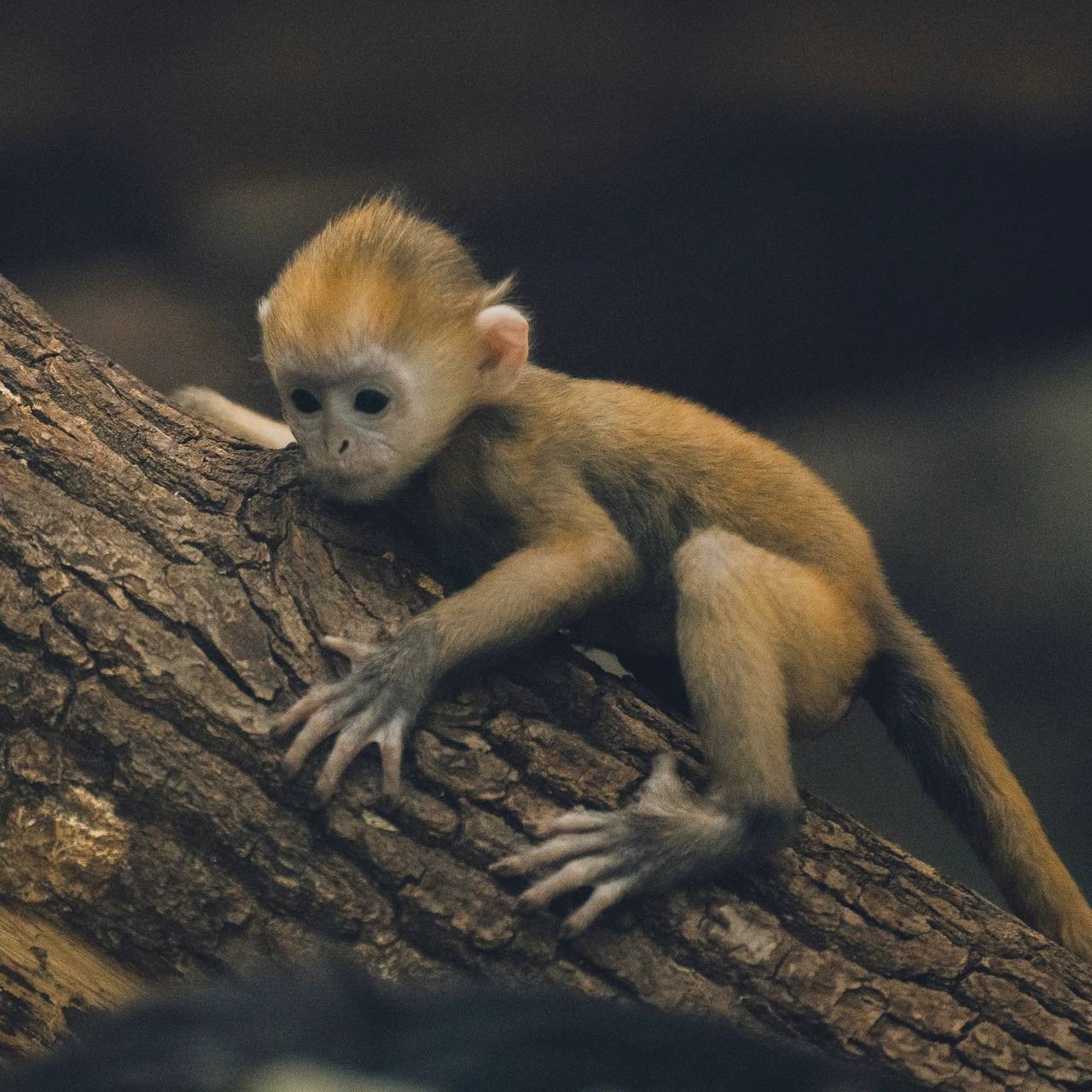 Пермские обезьяны отмечают праздник А именно Международный день обезьян В нашем зоопарке проживает почти два десятка видов приматов И живут они в теплых вольерах так что даже зимой наблюдать за ними комфортно На всякий случай напоминаем зоопарк работает до 18 00 он перешел на зимний режим работы А завтра он закрыт санитарный день На фото малыш яванского лангура Автор фото Евгений Демьянович Подписаться на Properm ru