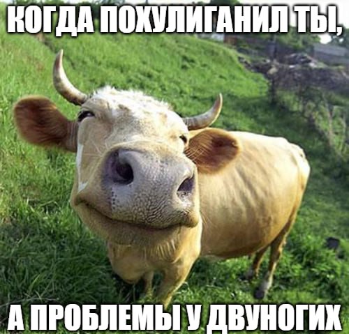 Теленок похулиганил и лишил фирму 250 тысяч рублей В Тюменской области озорное животное поставило подножку одному из работников производства В результате мужчина запнулся упал на правое колено и получил травму Сотрудник пошел в суд и потребовал 500 тысяч рублей компенсации за моральный вред Инстанция признала ситуацию несчастным случаем на производстве но обязала компанию выплатить только половину суммы   Подпишитесь на Абзац TG VK Дзен MAX Rutube