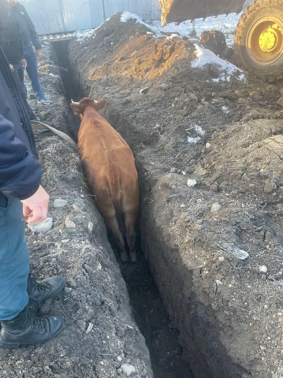 Кисловодская корова провалилась в траншею возле местной школы  Судя по всему, она решила заняться своим образованием, но до учреждения так и не добралась. Торчащие из дыры рога заметили возле школы №22. Сколько она там сидит, неизвестно, но спасатели уже отправились ее оттуда вызволять.  А глава города Евгений Моисеев напомнил, что выгуливать скот на улицах Кисловодска федерального значения нельзя.