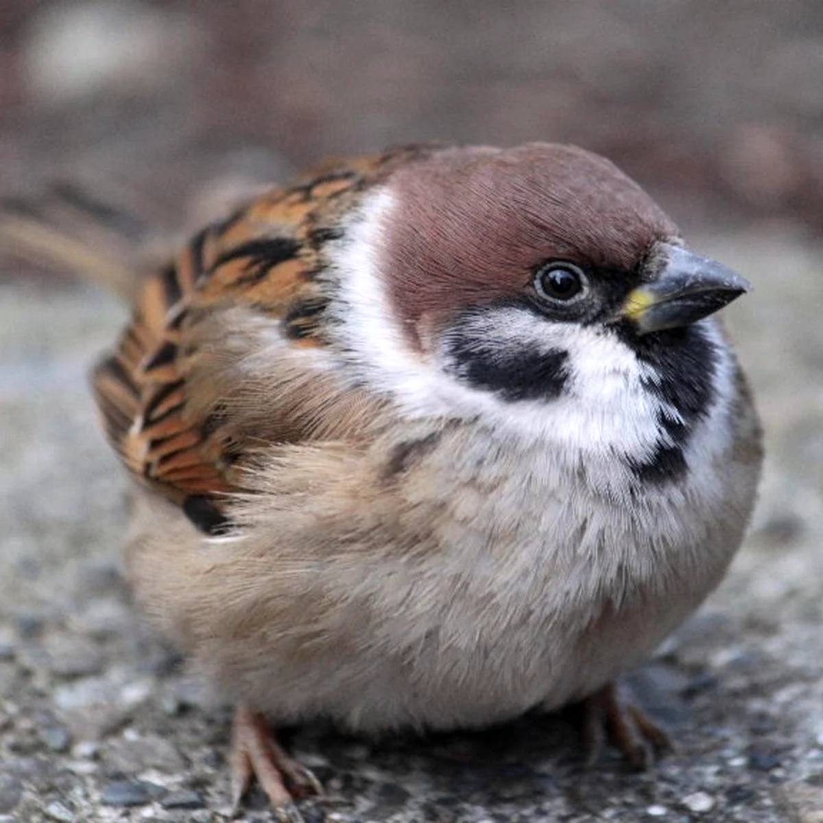 Воробьи в России начали страдать ожирением из за фастфуда учёные Птицы всё чаще питаются остатками еды возле кафе и ресторанов быстрого питания Их организм уже адаптировался к быстрым углеводам из за чего пернатые заметно набирают вес