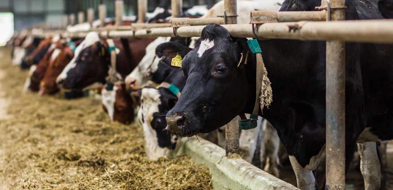 В Подмосковье в 2025 году произвели почти 700 тысяч тонн молока Объем производства сырого молока в Московской области по итогам 2025 года составил около 700 тысяч тонн сообщили в пресс службе министерстве сельского хозяйства и продовольствия Подмосковья Лидерами по валовому производству молока стали Ступинская Нива Племзавод Пойма в Луховицах Повадино в Домодедово Агрофирма Сосновка в Коломне и компания Мясо Молоко Ресурс в Серебряных Прудах Общее поголовье крупного рогатого скота в регионе составляет 170 тысяч голов из них более 78 2 тысячи дойное стадо Для укрепления отрасли в Подмосковье реализуются 13 инвестиционных проектов которые планируется завершить в 2026 2030 годах Ввод новых мощностей позволит увеличить дойное стадо на 37 4 тысячи голов а производство молока по итогам выхода на проектную мощность на 427 3 тысячи тонн в год Самым масштабным проектом станет Ферма будущего агрохолдинга Зеленая долина с созданием полноценной экосистемы В этом году также планируется запустить молочно товарную ферму сельхозпредприятия Нива в Серебряных Прудах племзавод Повадино в Домодедово ферму Елгозино в Клину В министерстве добавили что развивать отрасль помогают и цифровые решения Ключевые из них метод геномной селекции который позволяет сохранять и передавать лучшие качества животных повышая продуктивность всего стада а также умные ошейники для контроля за состоянием здоровья и активности животных Фото Министерство информации и молодежной политики Московской области сделановроссии Подписывайтесь на Сделано в России