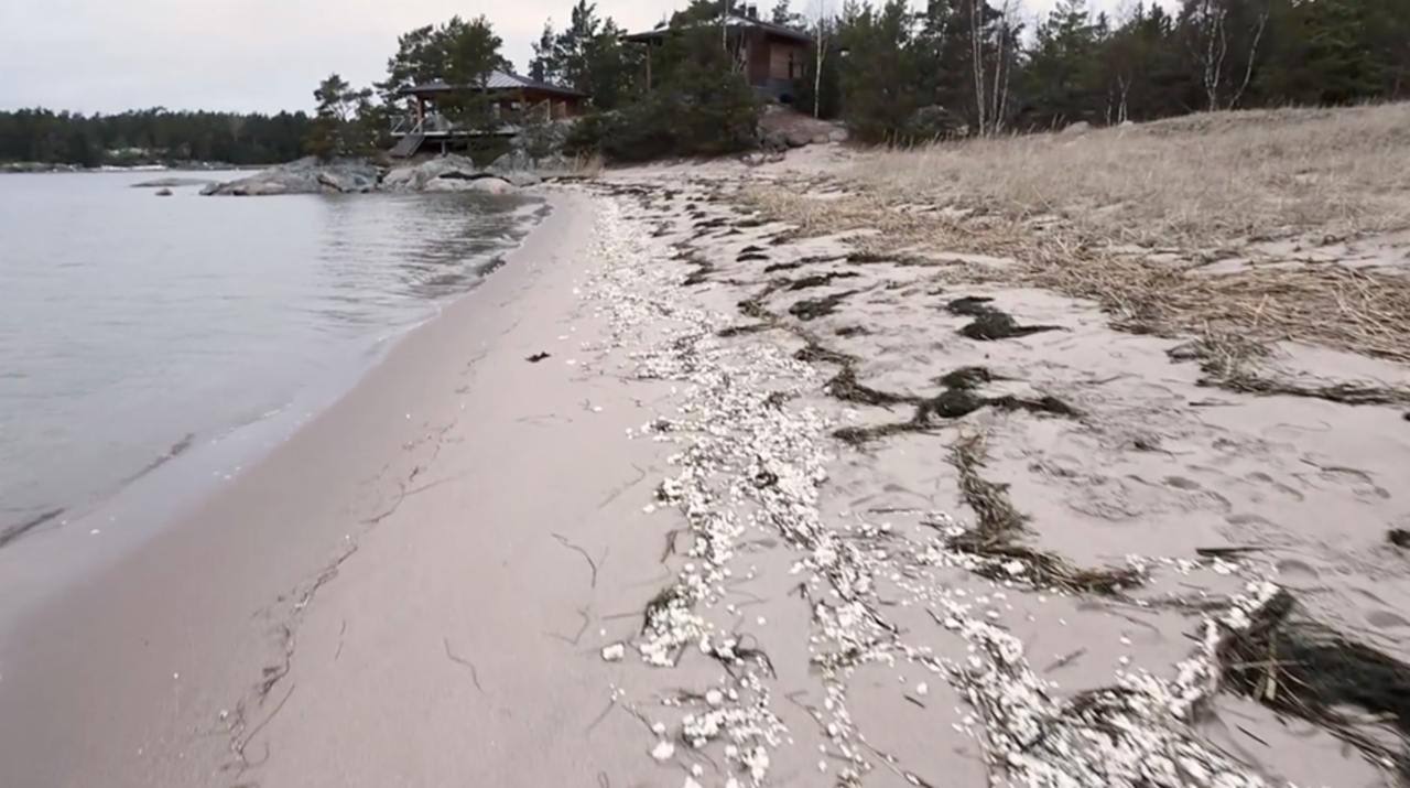 На берег Ханко в Финляндии вынесло странное белое вещество из Балтийского моря  Пляж города Ханко и соседний Туллиниеми оказались засыпаны неизвестным белым веществом, напоминающим гранулы града, сообщили местные спасательные службы 26 января.  Вещество, предположительно, является парафином, который перевозят суда, отметил Финский институт окружающей среды.  Дежурный пожарной охраны Марко Даниэльссон призвал жителей не трогать гранулы — они могут вызывать раздражение кожи.  Вместе с веществом в некоторых районах страны на берег также выбросило мёртвую рыбу.  Жители и волонтёры начнут очищать пляжи 30 января. Ожидается, что это займёт несколько дней.  Подобные выбросы из Балтийского моря фиксировались и ранее. Так, летом 2024 года Финский залив страдал от токсичных синезелёных водорослей.   -Запад