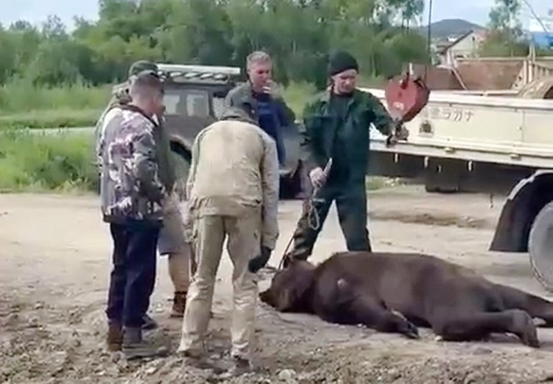 В селе Тигиль на Камчатке застрелили медведя-мародёра В селе Тигиль на севере полуострова застрелили медведя, повадившегося столоваться у местных жителей, передаёт РАИ «КАМЧАТКА-ИНФОРМ». По словам сельчан, хищник наловчился залезать в дачные дома, где вскрывал холодильники, сообщил телеграм-канал «Камчатская жизнь». Этого зверю показалось мало, и он решил освоить новые территории. Косолапый, разбив окно, попытался влезть в одну из квартир в селе. Медведя, представлявшего угрозу жизни и здоровью людей, отстрелили охотники из оперативной группы Тигиля. Фото: скриншот видео из соцсетей. КАМЧАТКА-ИНФОРМ — новости Камчатки в Telegram Фоторепортажи и эксклюзивные материалы на kamchatinfo.com НАПИСАТЬ НАМ