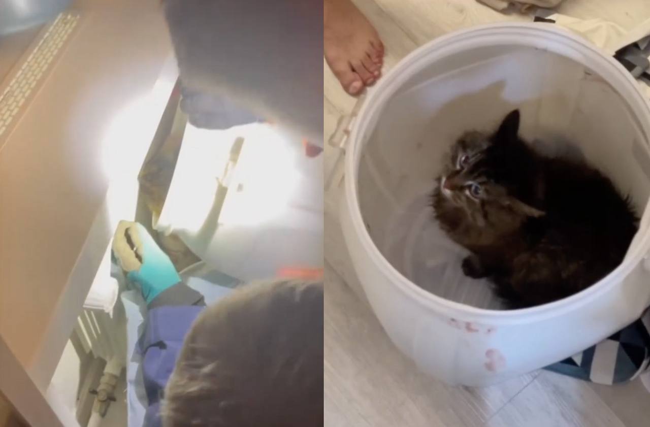 В Москве спасли кошку по имени Костя застрявшую в батарее Хозяин пытался вытащить любимицу самостоятельно но безуспешно пришлось звать спасателей Те аккуратно отогнули секцию монтировкой и освободили пушистую пленницу Москва 2025