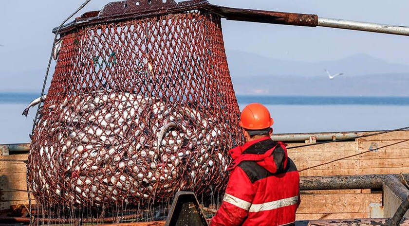 Вылов биоресурсов в Азовском море за три года увеличился на 2,7 тыс. тонн    Объем вылова водных биоресурсов в Азовском море за последние три года увеличился почти на 2,7 тыс. тонн. Так, в 2024 году больше всего добыли тюльки, хамсы, бычков, пиленгаса, камбалы-калкан, сообщили в пресс-службе Росрыболовства.   «Вылов в Азовском море за последние три года увеличился на 2 675,2 тонны. В 2024 году рыбаки добыли 11 377,4 тонны водных биологических ресурсов. В 2024 году в Азовском море основу вылова составили тюлька, хамса, бычки, пиленгас, камбала-калкан, серебряный карась, черноморские креветки, хирономиды и моллюск-рапана. Отмечается некоторое увеличение вылова по сравнению с предшествующим годом. Это связано, в первую очередь, с увеличением вылова тюльки, а также с возрастающей ролью промысловых беспозвоночных», — говорится в сообщении.     , VK и ОК и читайте новости на нашем сайте