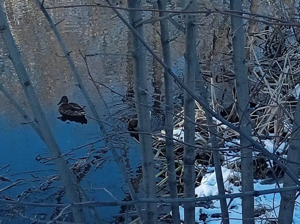 Житель Благовещенска переживает за здоровье утки которую увидел на реке Бурхановке на участке между Кузнечной и Театральной Утка замерзает возможно сломано крыло Помогите ее спасти пожалуйста Сейчас проходил сидит на льду написал амурчанин в социальных сетях Порт Амур передал информацию об этом в управление по охране животного мира Амурской области