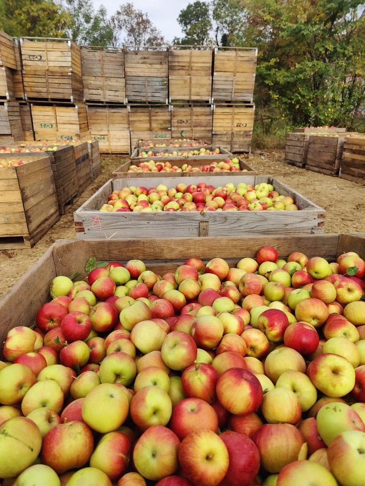 В Туапсинском округе продолжается сбор яблок зимних сортов В СХ АО Новомихайловское На сегодняшний день собрано более 7 тысяч тонн Главный агроном совхоза Иван Гарезин рассказал что планируют взять около 9 тысяч тонн Среди выращиваемых сортов Айдаред Голден Делишес Ренет Симиренко и другие Плоды хорошие качественные Некоторые яблоки достигают в диаметре более 12 см добавил Иван Гарезин Свежесобранные яблоки поступают в продажу Туапсинские вести в МАХ
