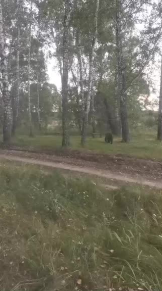 Медведь замечен в туристической зоне на озере Данилово
