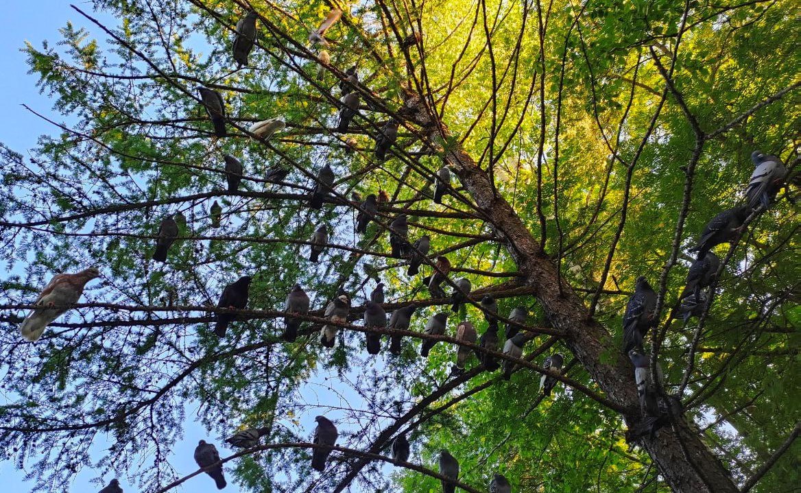 В Архангельской области изучат птиц летучих мышей и медведей На заседании координационного комитета по поддержке экологических и природоохранных проектов было объявлено что три экопроекта от Поморья получили гранты Президентского фонда природы При поддержке государства специалисты проведут на территории Кенозерского национального парка комплексные исследования состояния популяций птиц летучих мышей и медведей Общая сумма предоставленных фондом грантов составляет 17 8 миллиона рублей В числе инициатив проект Медведи Белого моря Специалисты намерены собрать сведения о численности пространственном распределении и особенностях экологии бурого медведя в том числе через генетический анализ и наблюдение с помощью спутниковых ошейников Результаты этой работы помогут скорректировать природоохранные меры Другой проект получивший грант Президентского фонда природы ставит целью изучение летучих мышей в Кенозерском национальном парке сохранение биоразнообразия рукокрылых и популяризацию знаний о них среди местных жителей и гостей Будет проведена инвентаризация фауны рукокрылых Кенозерского национального парка где местные жители всё чаще встречают этих удивительных существ Специалисты составят предварительный список видов отметят на картах места убежищ летучих мышей и сделают для них домики Третий поддержанный Президентским фондом природы проект предполагает изучение обитающих в регионе птиц Для этого будут собраны и проанализированы самые разные данные от архивных материалов до свежих полевых наблюдений На основе этой информации будет создана единая база данных о птицах области сообщили в пресс службе губернатора и правительства Архангельской области