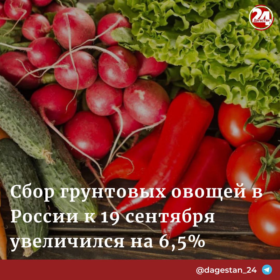 По состоянию на 19 сентября, Россия собрала 2,5 млн тонн овощей открытого грунта, что на 153 тыс. тонн  6,5%  больше, чем в прошлом году. Согласно данным Минсельхоза, эти показатели относятся к организованному сектору. Лидерами по производству грунтовых овощей являются Астраханская, Волгоградская и Московская области, Краснодарский край, Кабардино-Балкария и Дагестан. Также аграрии собрали более 1,1 млн тонн тепличной продукции, что соответствует уровню прошлого года. Урожай томатов составил 475 тыс. тонн, огурцов — 624 тыс. тонн. Наибольшее количество овощей закрытого грунта выращивают в Липецкой, Московской, Калужской и Волгоградской областях, Краснодарском и Ставропольском краях, а также в Чеченской республике.