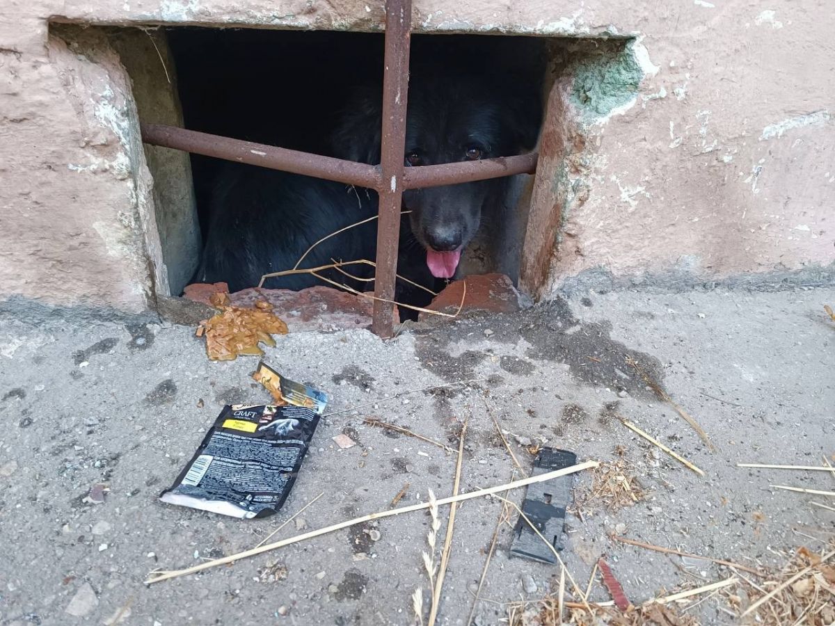 В Новомосковске собака стала пленницей в подвале многоквартирного дома     В Новомосковске собака несколько дней не может выбраться из заточения в подвале многоквартирного дома.  ↗  Прислать новость   Подписаться