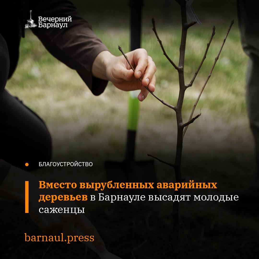 Специалисты МБУ «Благоустройство и озеленение» ведут вырубку аварийных деревьев на территории Барнаула.   Только в декабре 2024 года им удалось убрать порядка 20 насаждений по различным адресам. В январе эта работа продолжится. Например, на следующей неделе потенциально опасных для населения деревьев не станет около зданий №10, 32, 33, 38 на проспекте Строителей, недалеко от Партизанской, 71 и Ленина, 112.  Вместо вырубленных насаждений планируется высадить новые саженцы.