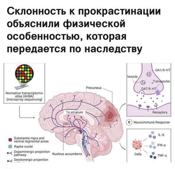 Лень передаётся по наследству выяснили учёные Китайские исследователи пришли к выводу что прокрастинация может передаваться от родителей почти в 47 случаев У ленивых людей иначе работает система мотивации и удовольствия нарушен обмен дофамина и серотонина веществ отвечающих за активность и стремление действовать это напрямую влияет на склонность откладывать дела VL Pro NEWS подпишись это интересно