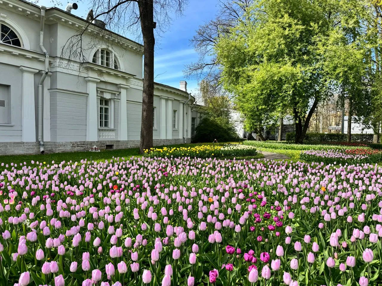 Фестиваль тюльпанов пройдет в ЦПКиО им Кирова Традиционное мероприятие в преддверии летнего сезона пройдет 16 17 23 и 24 мая В этом году впервые будет организована выставка кондитерского декора Скульптуры выполненные из сахара и карамели представят в Столовом зале Елагиноостровского дворца петроградский РК ostrova peterburga