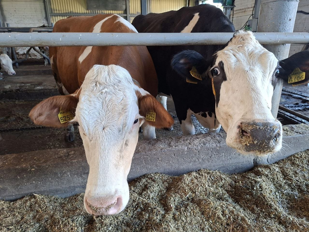 Красноярский край вошел в топ 3 по валовому производству молока в Сибири по данным Росстата В прошлом году краевые сельхозтоваропроизводители получили 401 6 тыс тонн молока В пятерке лидеров ИП глава КФХ Наталья Зубарева Шушенский округ АО Солгон и АО Искра Ужурский округ ЗАО Назаровское Назаровский округ и АО Канская сортоиспытательная станция Канский округ В этом году сельхозтоваропроизводители края с помощью господдержки могут возместить затраты на строительство модернизацию объектов АПК приобретение оборудования сельхозтехники автомобильного транспорта а также племенного материала Больше оперативной информации в МАХ