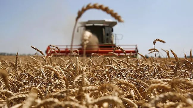 Европейский союз ввел новые квоты на поставки украинской сельхозпродукции, которые ограничат импорт пшеницы и сахара с украинской территории. Ограничения ввели после жалоб европейских фермеров на рост импорта украинских зерна и сахара, пишет Reuters. Импорт пшеницы из Украины теперь ограничен 1,3 млн тонн в год, что на 30% выше уровня до 2022 года, но на 70–80% меньше объема последних трех сезонов. В 2023/24 году ЕС импортировал 6,5 млн тонн украинской пшеницы, а в 2022/23 – 6,1 млн тонн. Квота на сахар составляет 100 тыс. тонн против 20 тыс. тонн до 2022 года, однако это значительно меньше прошлогодних поставок, которые превышали 500 тыс. тонн. Украинское аграрное объединение назвало эти объемы «шагом назад» и сочло их недостаточными.