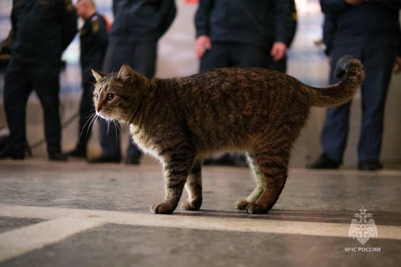 Повышение дня: кот Толик из 89-й пожарной части на юго-востоке Москвы стал прапорщиком.  Полосатому уже вручили маленькие погончики, после же планируют сшить форму МЧС. Кот активно участвует в жизни гарнизона: каждый день посещает разводы караулов, провожает пожарных на выезды и встречает их.