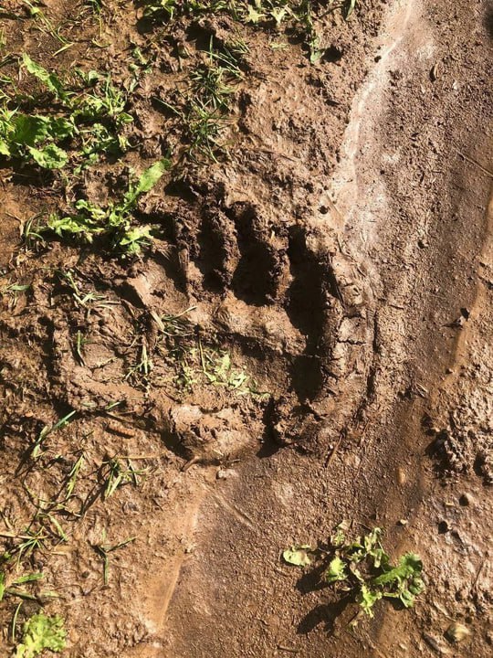 В Яранском районе у Савинского пруда обнаружили следы медведя. Министр охраны природы Кировской области Тимур Абашев сообщил, что ситуация под контролем и угрозы для жителей нет. Медведь движется в сторону полей и леса, признаков активного обитания рядом с прудом не выявлено. Сейчас у медведей период повышенной активности, но они стараются избегать людей. Жителей просят сообщать о следах животных в местные администрации, а при встрече с диким зверем звонить по номеру 112.