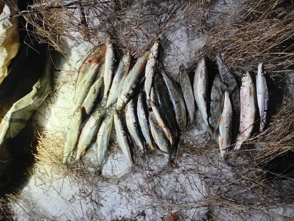 В Северобайкальске местного жителя осудили за лов омуля Судом установлено что в октябре 2025 года на реке Холодная мужчина с использованием рыболовной сети и резиновой лодки незаконно выловил 24 экземпляра байкальского омуля что нанесло ущерб государству на сумму свыше 170 тысяч рублей Суд дал ему 210 часов обязательных работ с конфискацией орудий преступления И ущерб постановил взыскать Новости Бурятии