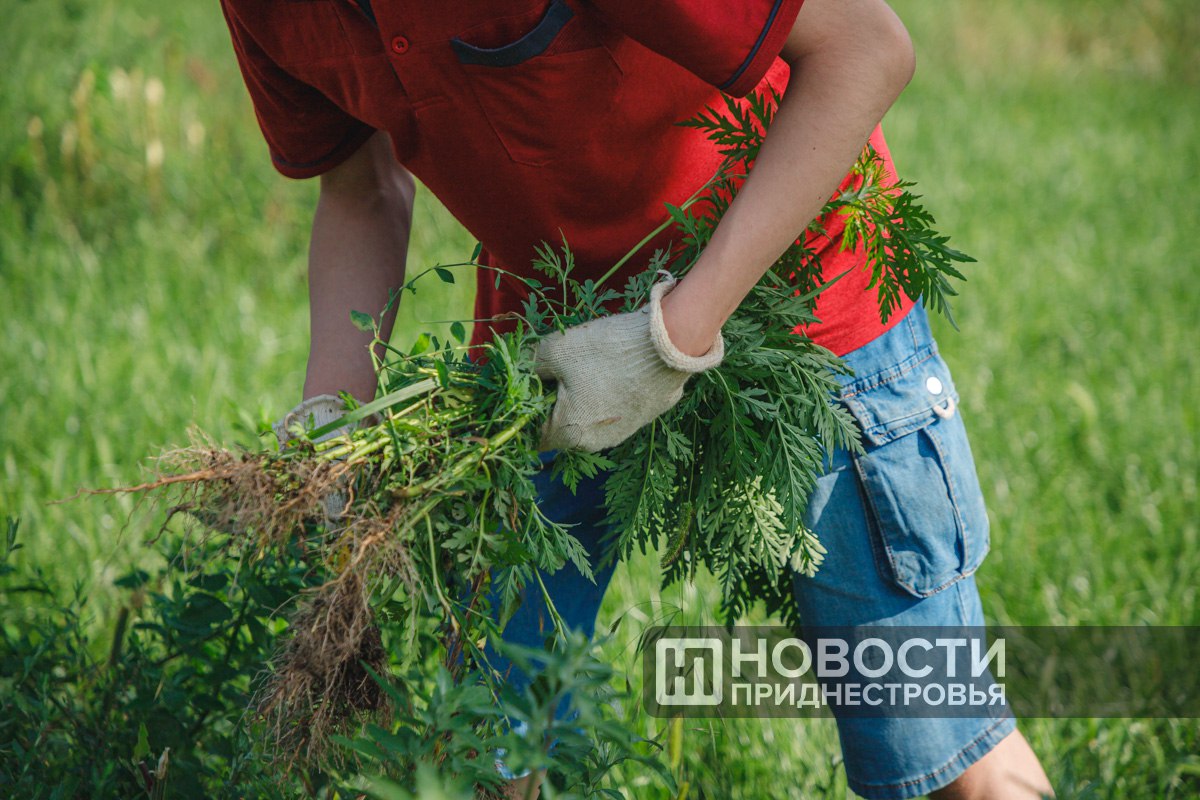Цифра дня 1 400 подростков от 14 до 18 лет по всей республике попробовали себя в работе этим летом Средняя зарплата каждого 1 230 рублей Ребята помогали благоустраивать и озеленять дворы реставрировали библиотечные фонды систематизировали архивы и выполняли другие полезные дела