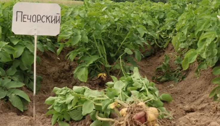 В Коми создали новый сорт картофеля для Арктики  Ученые Коми научного центра разработали сорт картофеля "Печорский", адаптированный к суровому климату Арктики. Селекционер Алексей Тулинов за 12 лет создал сорт, зарегистрированный в июле 2025 года. Особенности: устойчивость к перепадам температур, урожайность до 460 ц/га, созревание за 65-80 дней, отличный товарный вид и сохранность до 96% до весны. Сорт превосходит "Невский" и "Рябинушку", открывая перспективы для фермеров Севера.    ФИЦ КНЦ УрО РАН