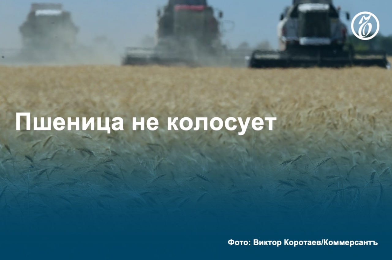 Как стало известно «Ъ», Минсельхоз уведомил президента Владимира Путина о высоких рисках роста цен на продовольственную пшеницу мукомольного качества из-за снижения ее производства в России.   Как следует из письма, стоимость зерна может оказаться выше предельных уровней максимальных цен, установленных на уровне 15,6 тыс. руб. за тонну пшеницы третьего класса и 15,1 тыс. руб.— четвертого класса.  В себестоимости хлеба доля муки составляет 18–25%, за последний месяц цены на свою продукцию для торговых сетей уже подняли два крупных производителя — БКХ «Коломенский» и «Каравай».  #Ъузнал