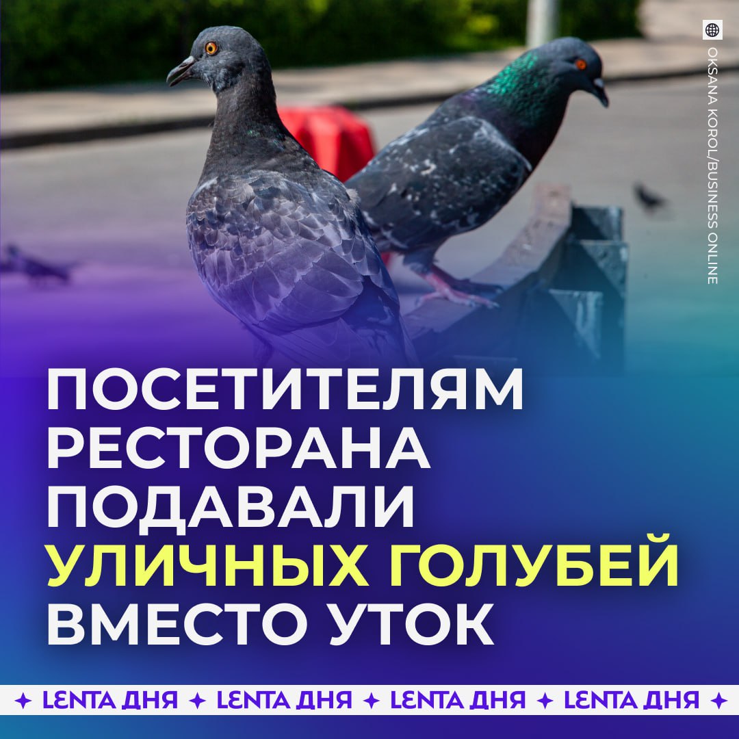 Уличных голубей подавали посетителям ресторана вместо уток Необычные блюда готовили в одном из китайских заведений в Испании Когда полиция пришла проверять общепит то была шокирована кругом была антисанитария и туши уличных голубей Всё это время посетители думали что ели блюда из утки однако это оказалось не так Ресторан закрыли Вот такой курлык Подпишись на Ленту дня MAX ТГ