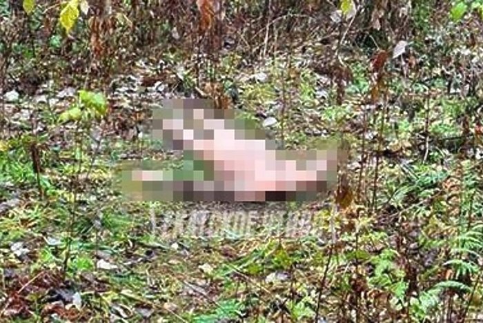 В парке на Юго Западе нашли труп без головы На Юго Западе в паре нашли обнажённый труп без головы Об этом сообщает Ura Ru со ссылкой на источники Предположительно там умерла женщина Её тело лежит уже около полугода её голова уже разложилась уточняет издание uralweb ru