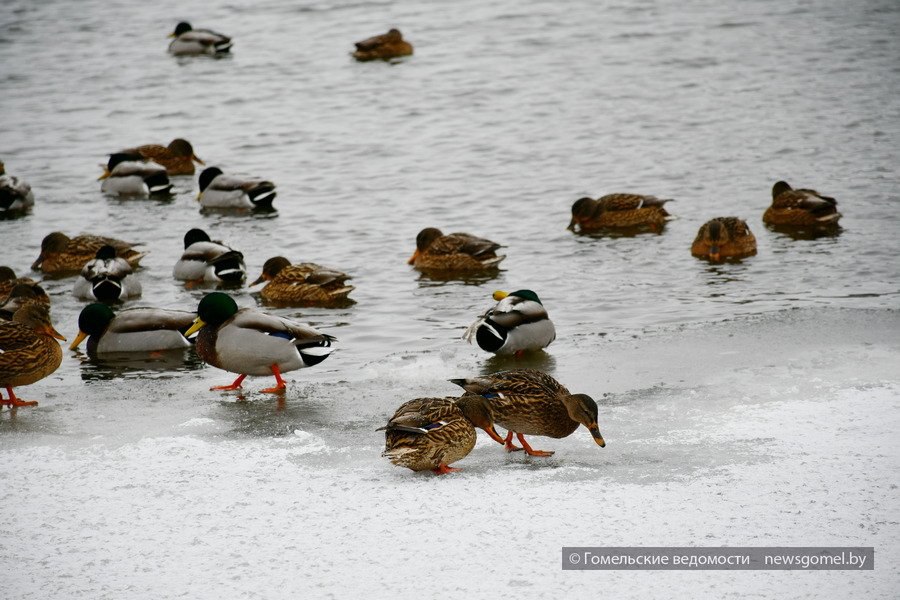 Усиление морозов облачно прогноз погоды на 7 января и ближайшие дни В филиале Гомельоблгидромет рассказали какая погода ожидается 7 января и в ближайшие дни Подпишитесь на Гомельские ведомости